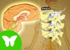 La Eduteca - El sistema nervioso | Recurso educativo 737309