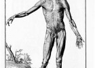 Anatomía humana - Wikipedia, a enciclopedia libre | Recurso educativo 737538