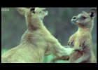 Interspecific competition - Kangaroo Boxing  BBC | Recurso educativo 740394