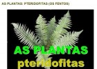 As plantas: pteridofitas (os fentos) | Recurso educativo 741069