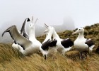 10 bizarre and beautiful bird courtship dances | Recurso educativo 728580