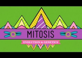 Mitosis: Splitting Up is Complicated | Recurso educativo 745474