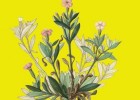 Claves Ilustradas para la Flora Valenciana | Recurso educativo 746387