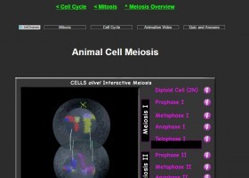 Meiosi | Recurso educativo 754705