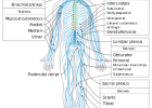 Peripheral nervous system - Wikipedia, the free encyclopedia | Recurso educativo 754741