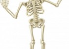 Diez curiosidades sobre los huesos que quizás no conocías | Recurso educativo 760343