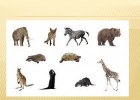 What animal is it? SM | Recurso educativo 763315