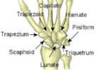 Types Of Bones | Recurso educativo 734482