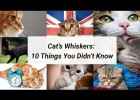 Cat Whiskers - 10 Things You Didn't Know About Cat Whiskers | Recurso educativo 765635