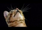 How do Cats Use Their Whiskers? Slow-Motion - Cats Uncovered - BBC | Recurso educativo 765636