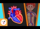 El sistema circulatori del cos humà | Recurso educativo 766722