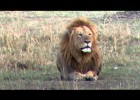 African lions | Recurso educativo 769548