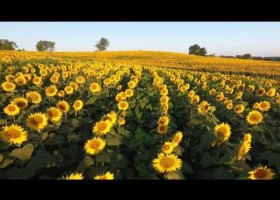 Campo de girasoles | Recurso educativo 769683