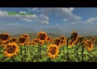 Sunflowers | Recurso educativo 770022
