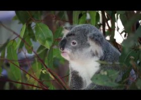 Koalas | Recurso educativo 772167