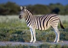 Zebra | Recurso educativo 772349