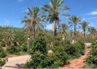 Avocado trees in the Valencian Community | Recurso educativo 787268