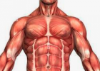 Muscles | Recurso educativo 735084