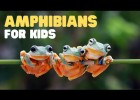 What is an amphibian? | Recurso educativo 753814