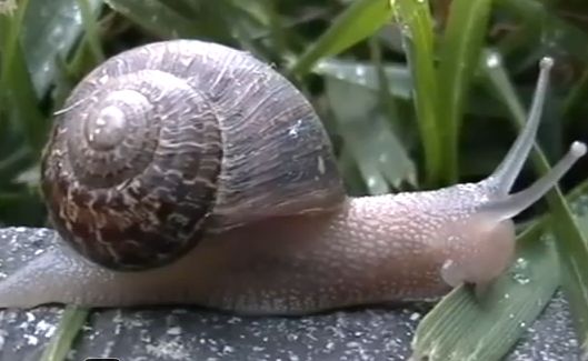 Caracol | Recurso educativo 33910