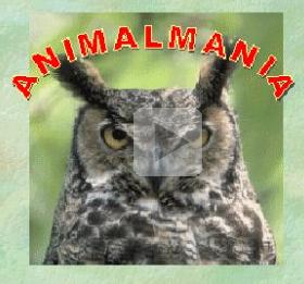 Comprensió lectora: Animalmania | Recurso educativo 46322