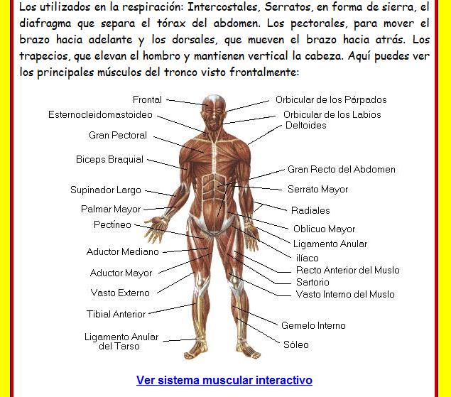 El sistema muscular | Recurso educativo 46682