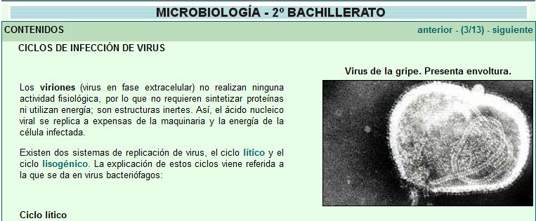 Cicle lític d'un fago | Recurso educativo 47676