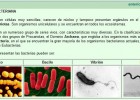 Bacterias | Recurso educativo 47703