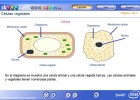 Células vegetales | Recurso educativo 47932