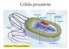 La célula | Recurso educativo 49770