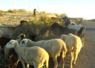 Rebaño de cabras y ovejas | Recurso educativo 50265
