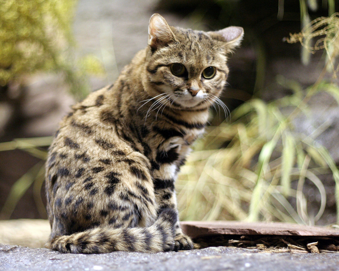 Gato doméstico | Recurso educativo 50896