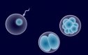 Fuentes de células madre | Recurso educativo 52175
