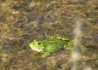 Vídeo: imágenes de unas ranas croando | Recurso educativo 14393