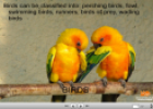 Birds | Recurso educativo 23770