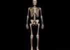 Vídeo: l'esquelet humà | Recurso educativo 31516