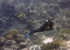 Vídeo: submarinistes en el fons marí | Recurso educativo 31675