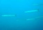 Barracuda del Mediterráneo (Sphyraena sphyraena) | Recurso educativo 3299