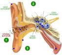 Los sentidos: el oído | Recurso educativo 5190