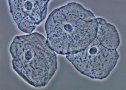 La célula eucariota animal | Recurso educativo 63952