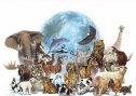 La sistemática del reino animal | Recurso educativo 66316