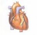El corazón | Recurso educativo 68232