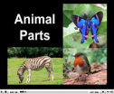 Video: Animal parts | Recurso educativo 69695