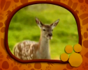 El Maravilloso Mundo de los Animales: Los Ciervos | Recurso educativo 70842