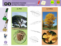 Investigo y razono: El pino y el roble | Recurso educativo 78693