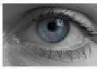 Los ojos y la visión | Recurso educativo 81468