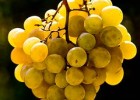¿Por qué se comen 12 uvas en las campanadas de Nochevieja? - Saberia.com | Recurso educativo 91723