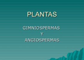 Plantas Gimnospermas Y Angiospermas | Recurso educativo 97060