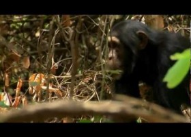 LA EVOLUCIÓN HUMANA 1/3 - "Primeros pasos" - HD (720p) Documental | Recurso educativo 99774