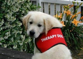 La terapia asistida con animales: una nueva dimensión en la rehabilitación | Recurso educativo 117329